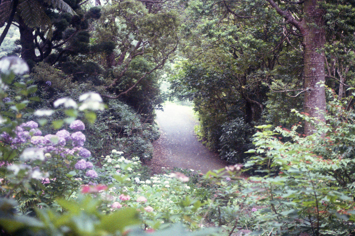 Film photograph 4