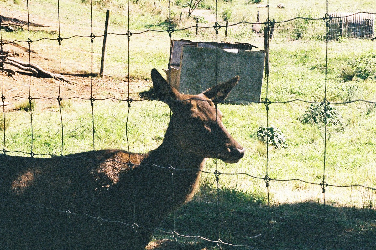 Film photograph 5